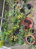 Tomatenpflanzen selbst gezogen Hessen - Wetzlar Vorschau