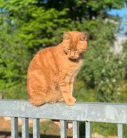 VERMISST Katze rot getigert Baden-Württemberg - Osterburken Vorschau