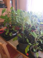Tomatenpflanzen u.a. Gemüsepflanzen Rheinland-Pfalz - Zellertal Vorschau