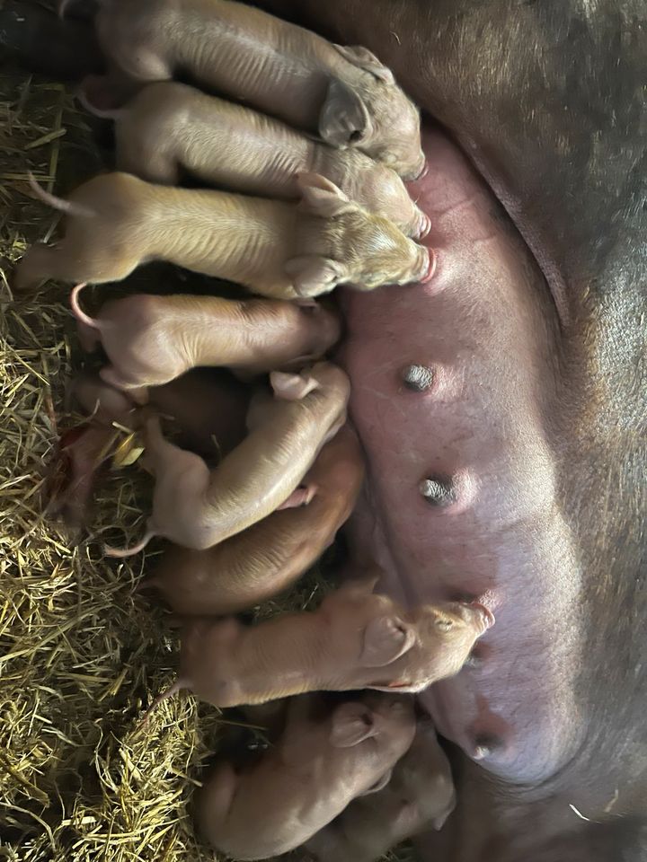 Duroc X Pit zu verkaufen in Waltenhofen