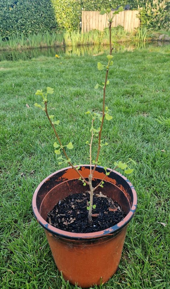 Ginkgo Biloba Fächerblattbaum Zierbaum Ginkgobaum in Hoogstede