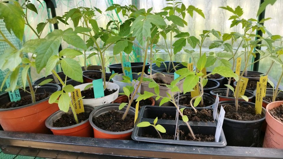 Samenfeste Tomatenjungpflanzen  historische und seltene Sorten in Cunewalde
