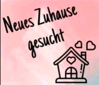 Wohnung in Nea oder Umgebung gesucht! Bayern - Markt Taschendorf Vorschau