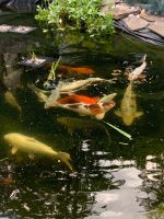 Top! Koi Fische: 30 cm bis 70 cm, 30 € bis 100 € Frankfurt am Main - Seckbach Vorschau