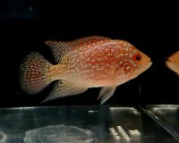 GOLDEN BASE KAMFA FLOWERHORN Nachzucht Männchen 8-9cm Weilimdorf - Hausen Vorschau