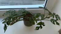 Monstera Minima Grünpflanze Zimmerpflanze Sachsen - Treuen Vorschau
