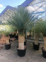 Yucca rostrata Yuccapalme winterhart 120cm Stamm Gesamt 2,5m Nordrhein-Westfalen - Nordkirchen Vorschau