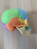 Osteopathie-Schädelmodell, 22-teilig Niedersachsen - Sulingen Vorschau