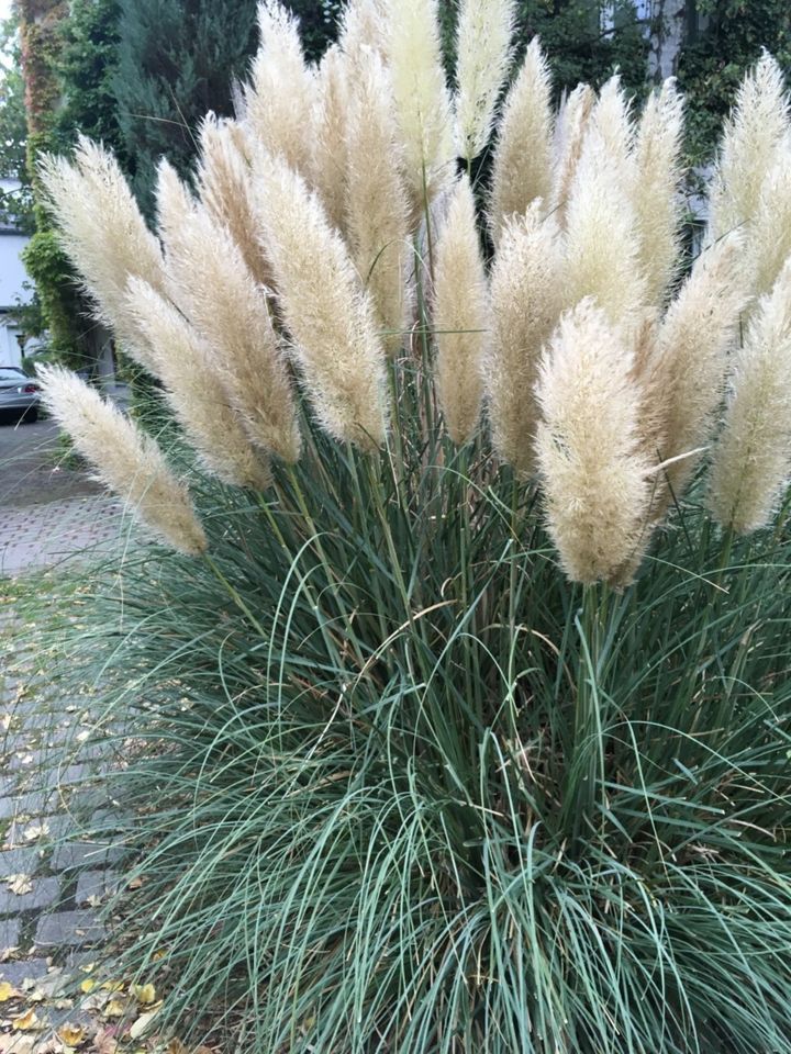 Helle Maisonettwohnung mit großer Terasse in Essen