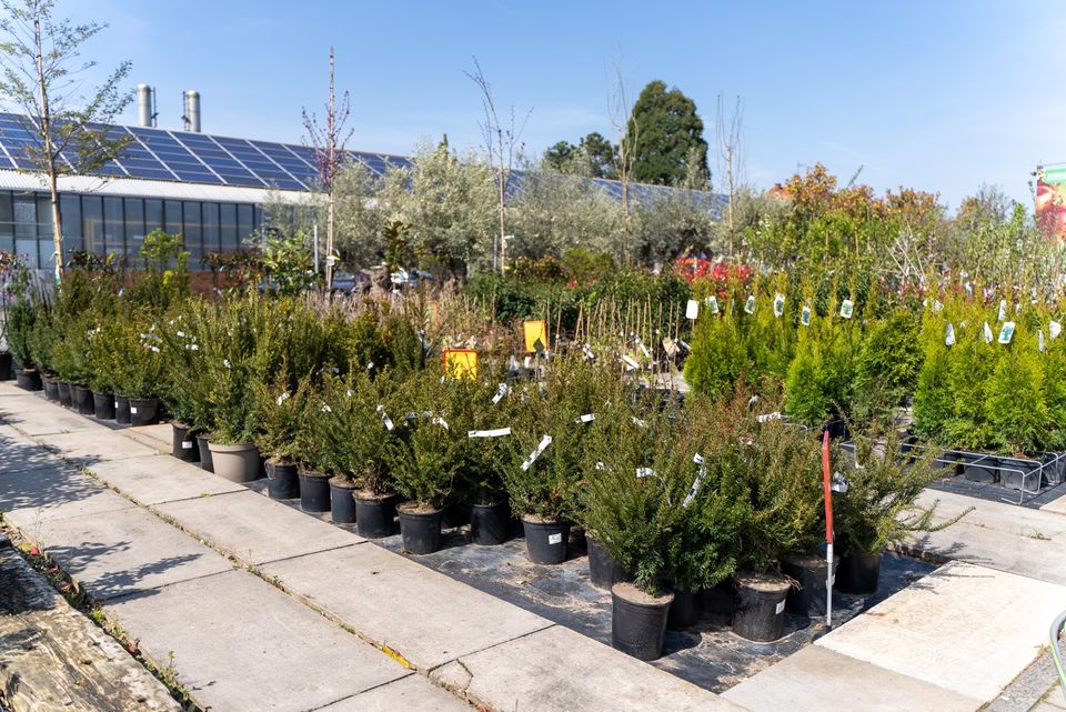 Baumschule XL/Heckenpflanzen/Obstbäume/Ziersträucher/Bäume in Hessen