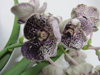Orchidee Vanda 75cm blühend Bayern - Alteglofsheim Vorschau
