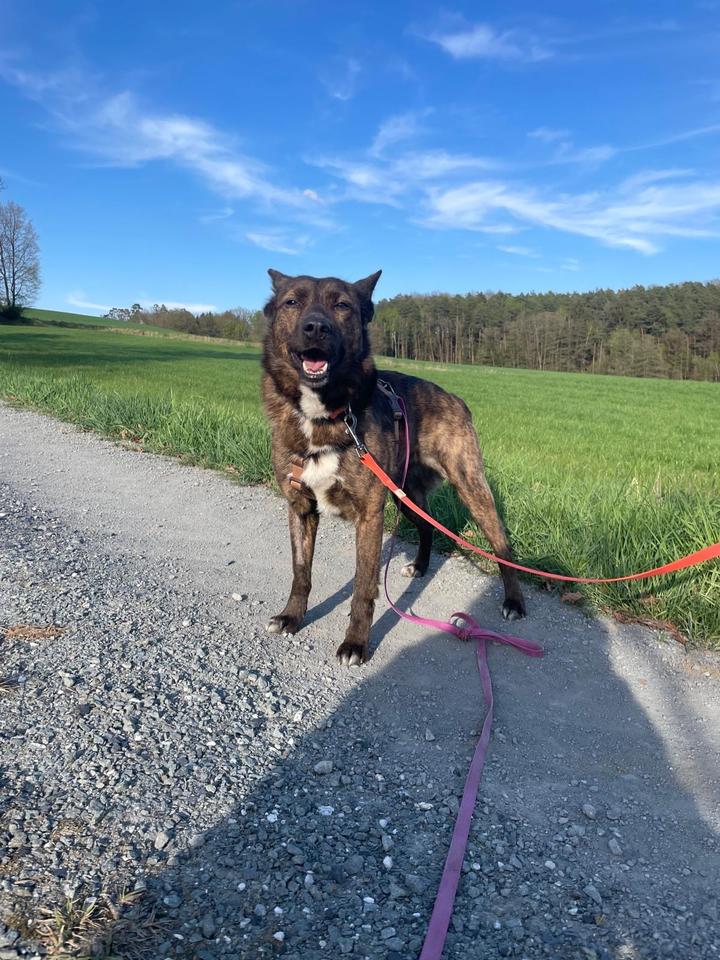 Adam – ein Herz auf vier Pfoten sucht seine Menschen❤️ in Leipzig