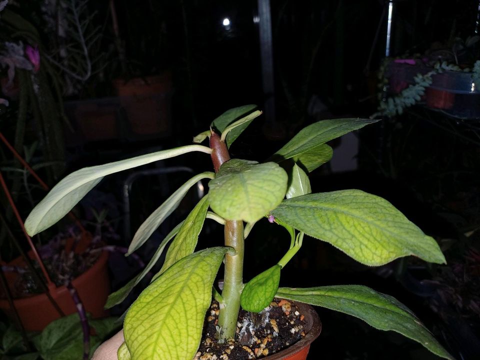 Euphorbia Umbellata, Synadenium Granti, Milchbaum, Rarität Zimmer in Stephanskirchen