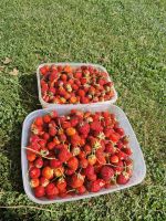 Erdbeeren zu verkaufen Brandenburg - Bad Freienwalde Vorschau