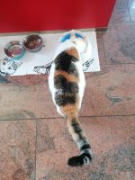 Cleo, Dreifarbige Hauskatze (Tricolor) Stolpen Sachsen - Stolpen Vorschau