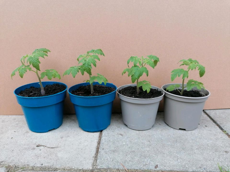 Bio Tomatenpflanzen, Tomaten, Gemüse, Setzlinge, Balkon, Hochbeet in München