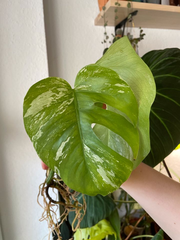 Monstera Albo Variegata bewurzelte Ableger in Marburg