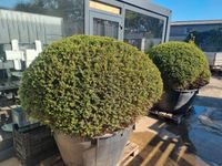 2 große Topfpflanzen Gartenpflanzen Eiben-Hecke (taxus baccata) Frankfurt am Main - Ostend Vorschau