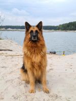 Baugrundstück am See eigener Strand Breslau Sachsen-Anhalt - Elsnigk Vorschau