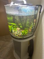 Aquarium 60 l mit Aussenfilter Nordrhein-Westfalen - Halle (Westfalen) Vorschau