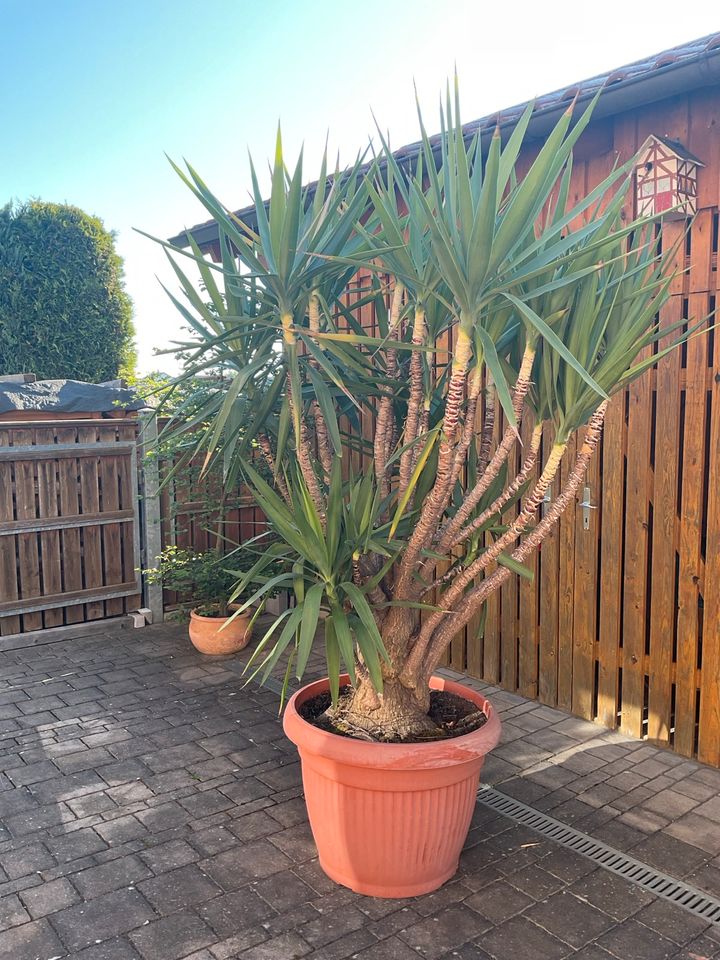 Yucca Palme in Teublitz