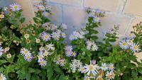 Wildaster / Herbstaster Aster ageratoides 5Pfl. pro Topf Bayern - Augsburg Vorschau