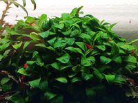 Anubias barteri var. nana 'Bonsai' ('Mini Mini') Hessen - Limeshain Vorschau