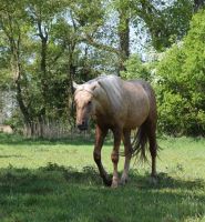 American Quarter Horse, Hengst, Palomino, 2 Jahre, Found. Reining Brandenburg - Neustadt (Dosse) Vorschau