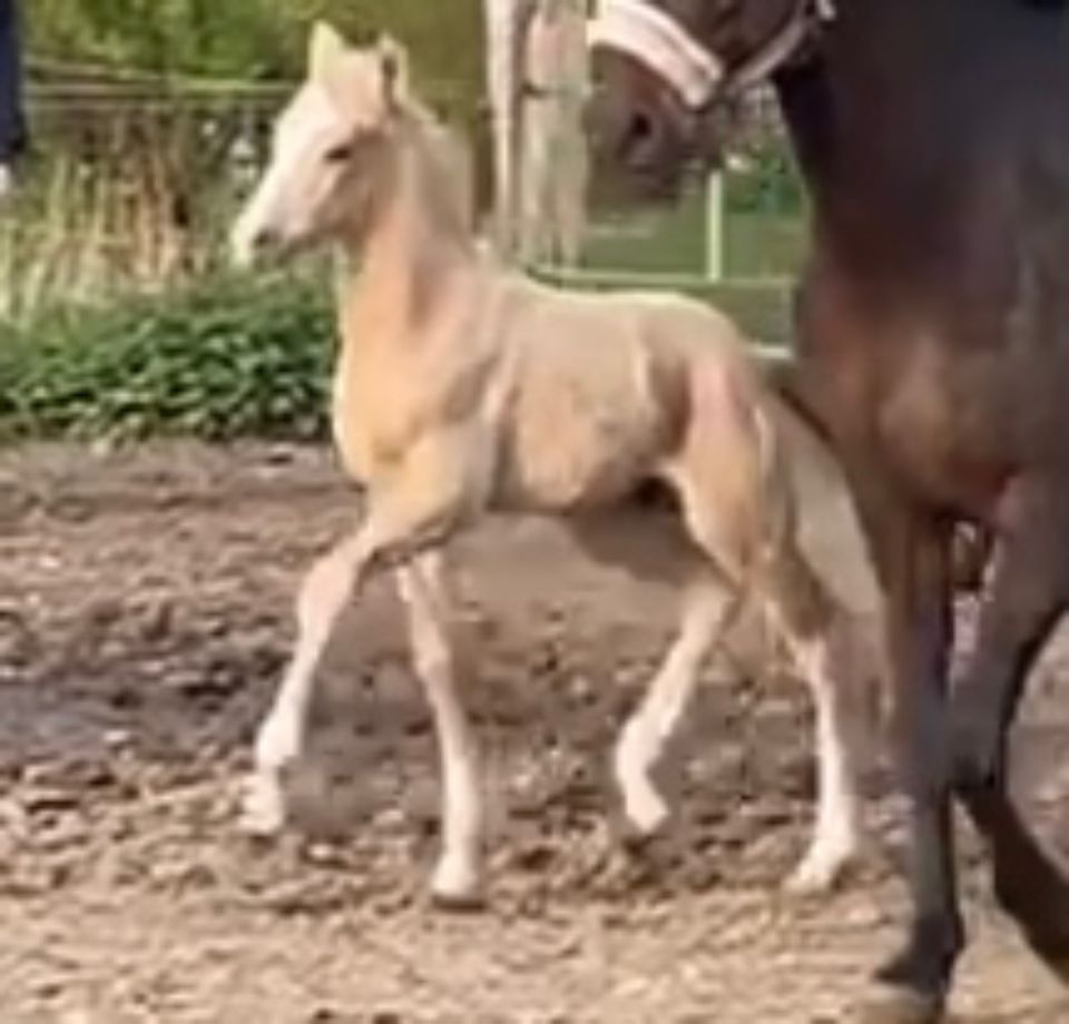 Deutsches Reitpony Hengstfohlen in Suhlendorf