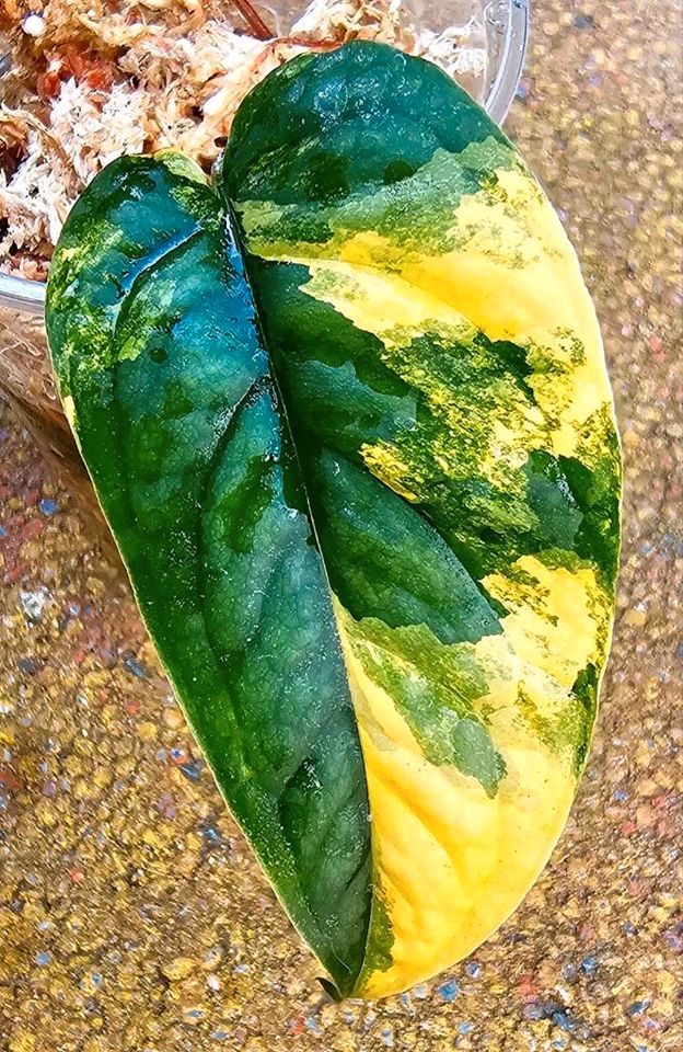 Monstera Siltepecana Aurea Variegata - Stammstecklinge - M15 in Obertshausen