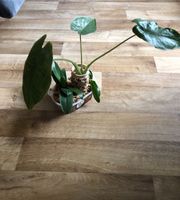 Zimmerpflanze Alocasia und Orchidee Berlin - Hellersdorf Vorschau