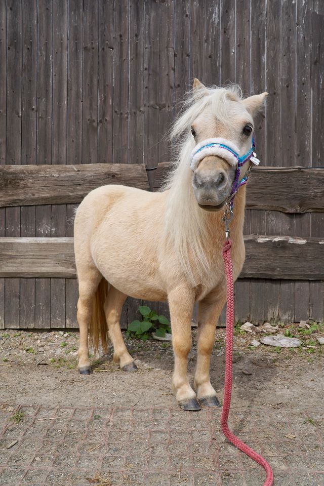 Minishettlandpony - Shettlandpony in Königswinter