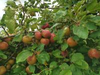 Frische Äpfel Boskoop Thüringen - Schleid Vorschau