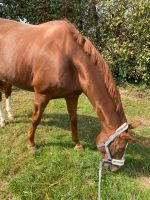 Beistellpferd zu verkaufen Baden-Württemberg - Plankstadt Vorschau