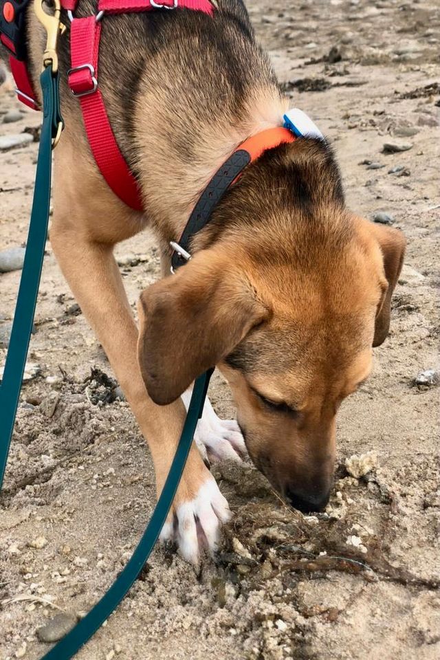 Freddi (ca. 1,5 Jahre) – ein Hund für den zweiten Blick in Lüneburg