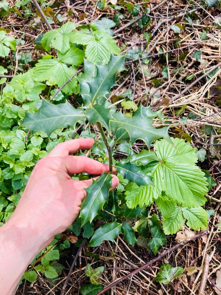 Kleine Bäume und Sträucher Weißdorn, Hasel, Ahorn, Mirabelle in Upgant-Schott