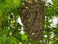 Bienenschwarm melden - Bienen retten Baden-Württemberg - Winterbach Vorschau