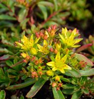 Fetthenne Weihenstephaner Gold - großer Topf - Sedum floriferum Niedersachsen - Bad Zwischenahn Vorschau