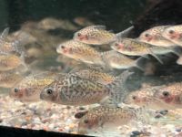 Netzpanzerwels 4-4,5cm  Corydoras reticulatus Baden-Württemberg - Rangendingen Vorschau