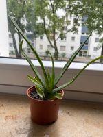Aloe Vera Pflanze Feldmoching-Hasenbergl - Feldmoching Vorschau