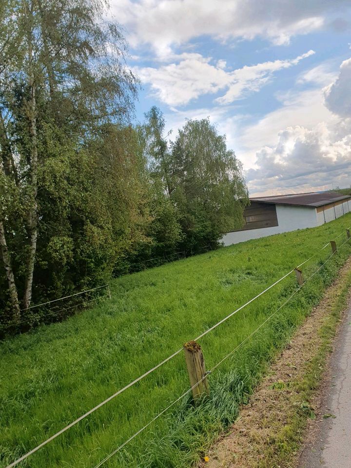 Sommerkoppel Sommerstellplatz Pferd/Pony in Brechen