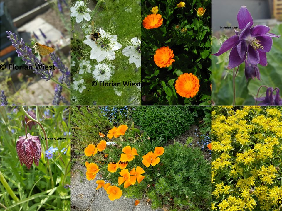 Blumen - Goldmohn, Schachbrettblume, Akelei, Ringelblume, Lavende in Freital