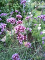 Patagonisches Eisenkraut - Verbena bonariensis Sachsen - Hainichen Vorschau