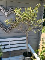 Olivenbaum, ca. 120cm, Garten Pflanze, Balkonpflanze, Oliven Baum Bonn - Beuel Vorschau