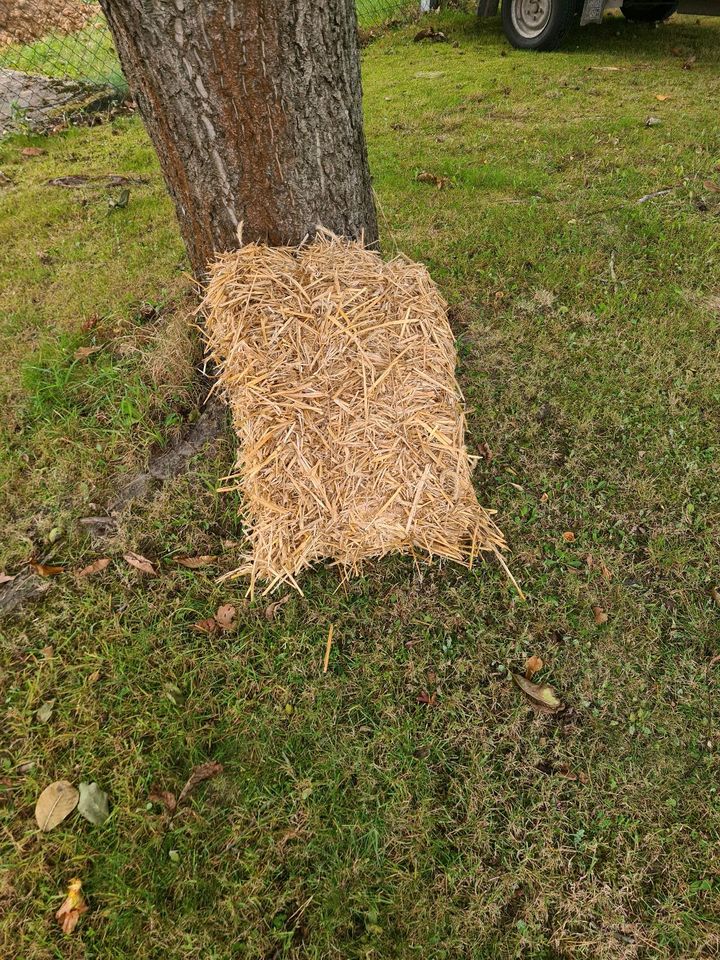 Stroh Roggen erntezeit 2022 Einstreu Pferde Hasen Garten Hühner in Bomlitz