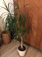 Topfpflanze Drachenbaum/ Palme groß Frankfurt am Main - Bornheim Vorschau