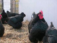 Zuchtstamm 1,8 große Australorps Hühner Hennen Huhn Hahn Ei küken Bremen - Walle Vorschau