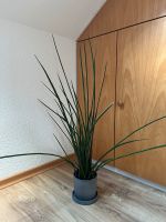 Bogenhanf Sansevieria bacularis Pflanze Nordrhein-Westfalen - Netphen Vorschau