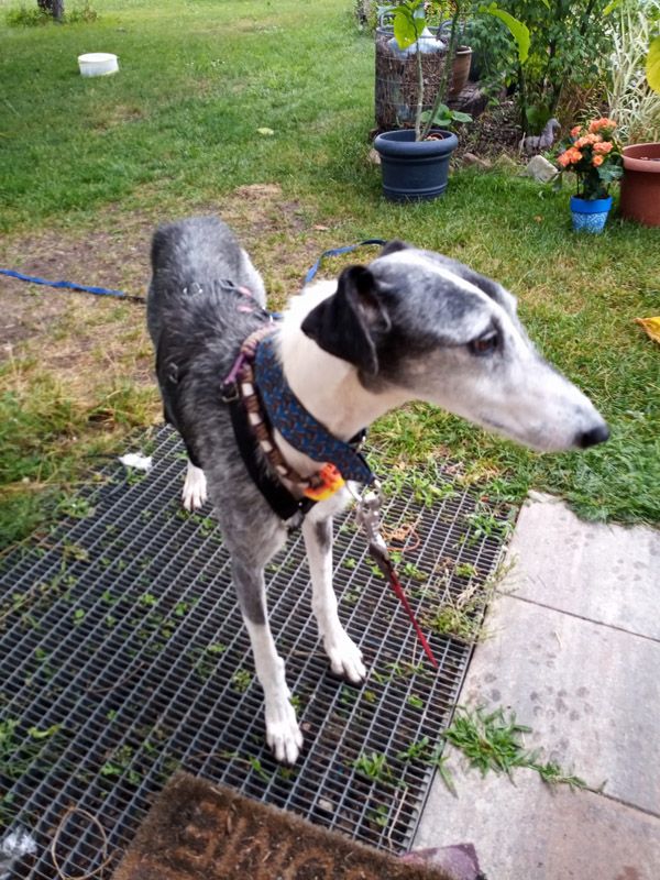 Wilma, soziale & liebe Galgo Hündin, geb: 2017 / SH 62cm in Oranienburg