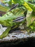 Purpurprachtbarsch Fische Aquarium Kreis Pinneberg - Ellerhoop Vorschau